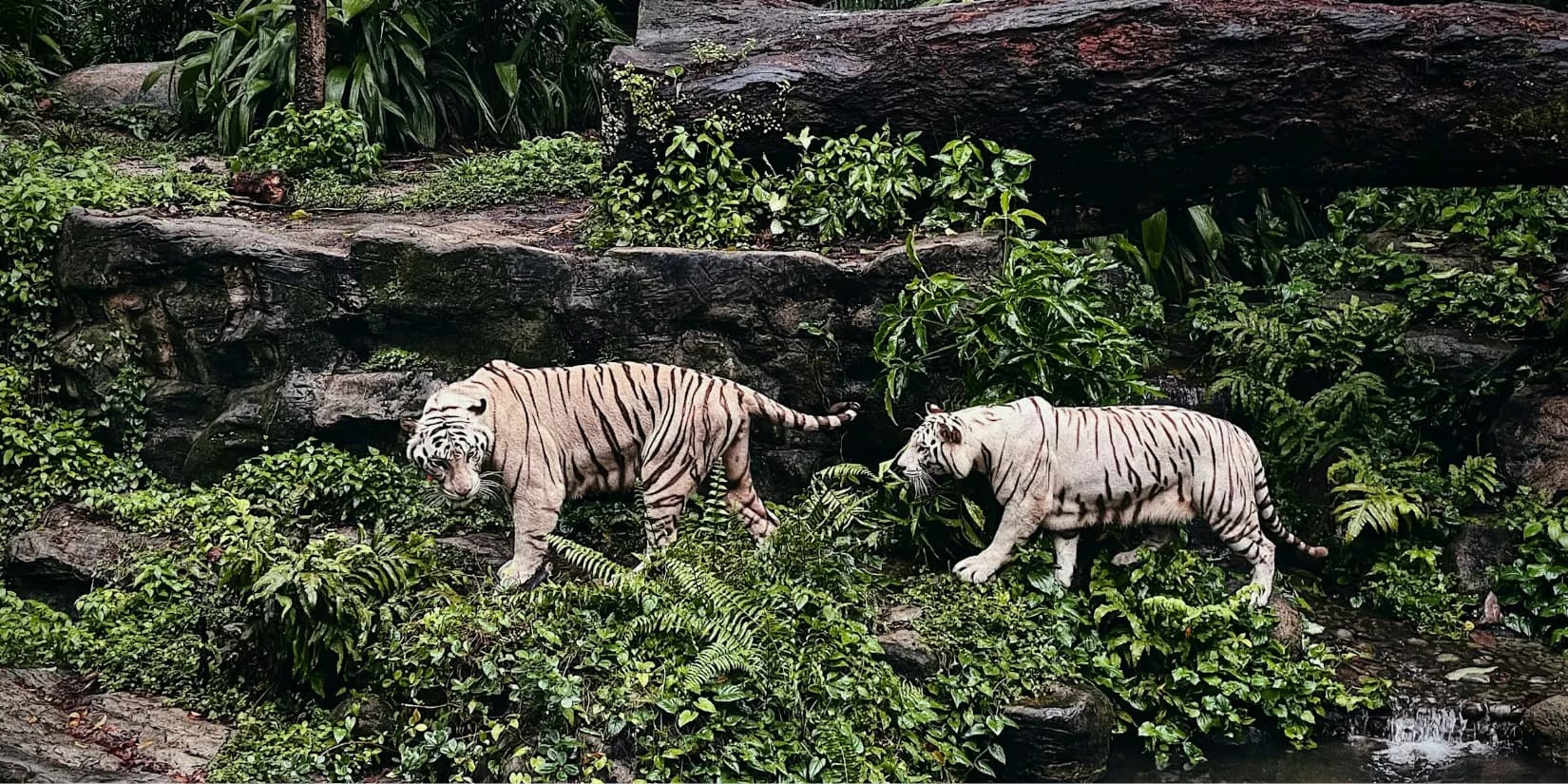 A Safari After Dark? All You Need To Know About The Singapore Night Safari…