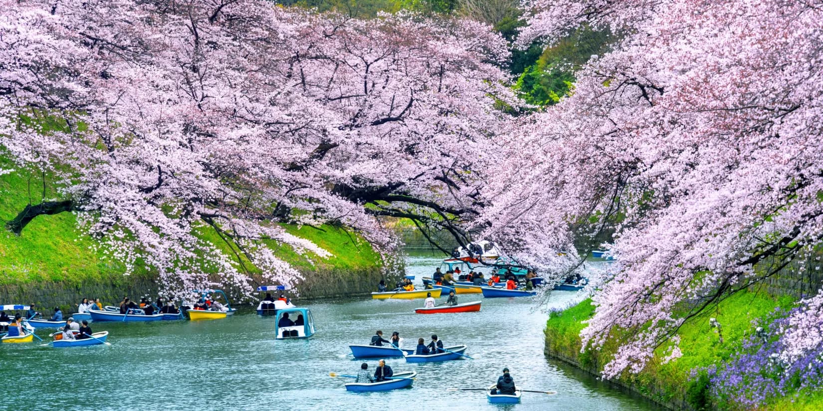 Cherry Blossoms in Japan: How to Plan an 8-Day Trip Around This Once-a-Year Spectacle