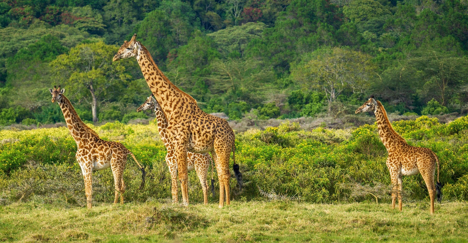 Tanzania