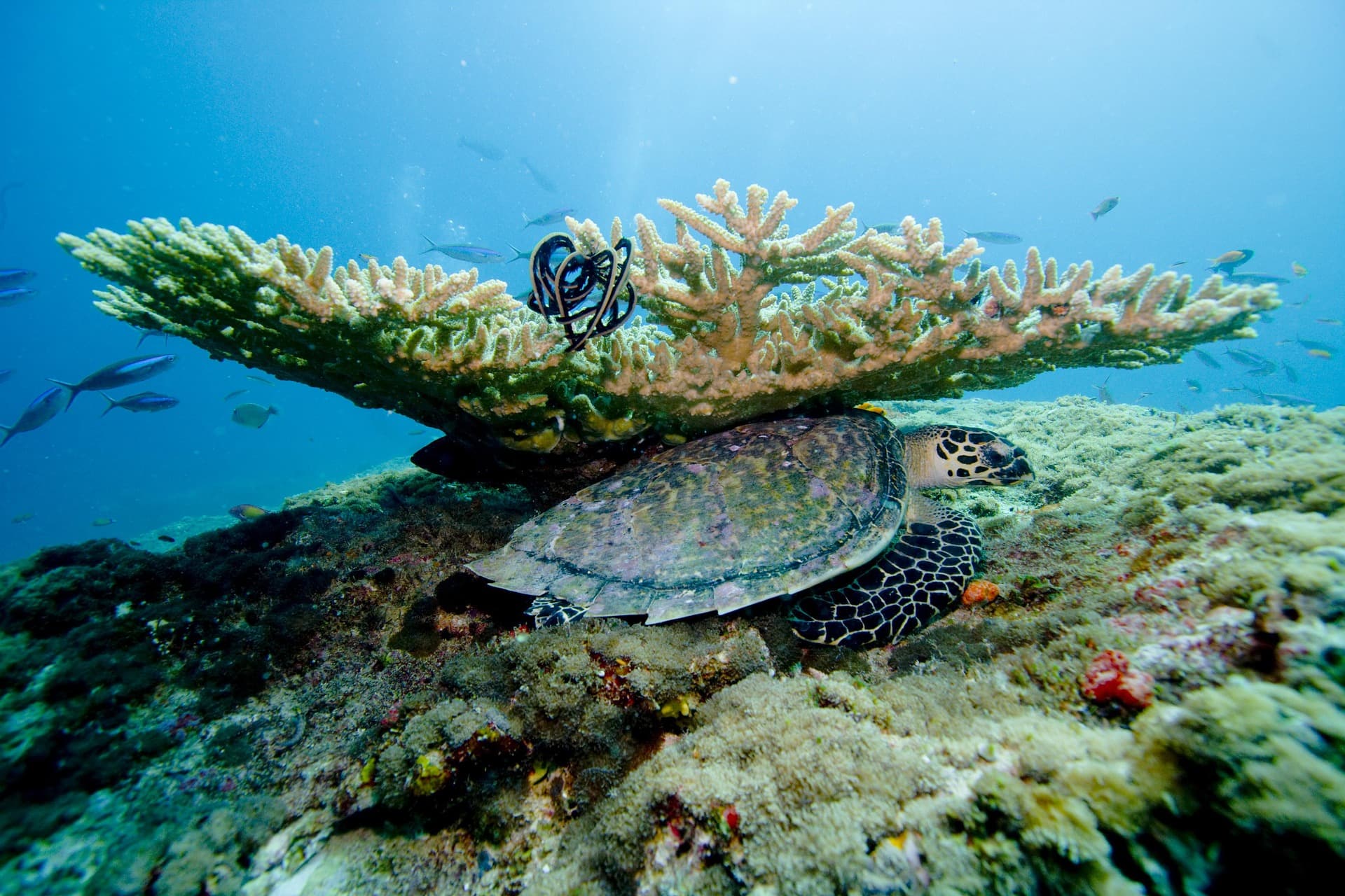 Maldives