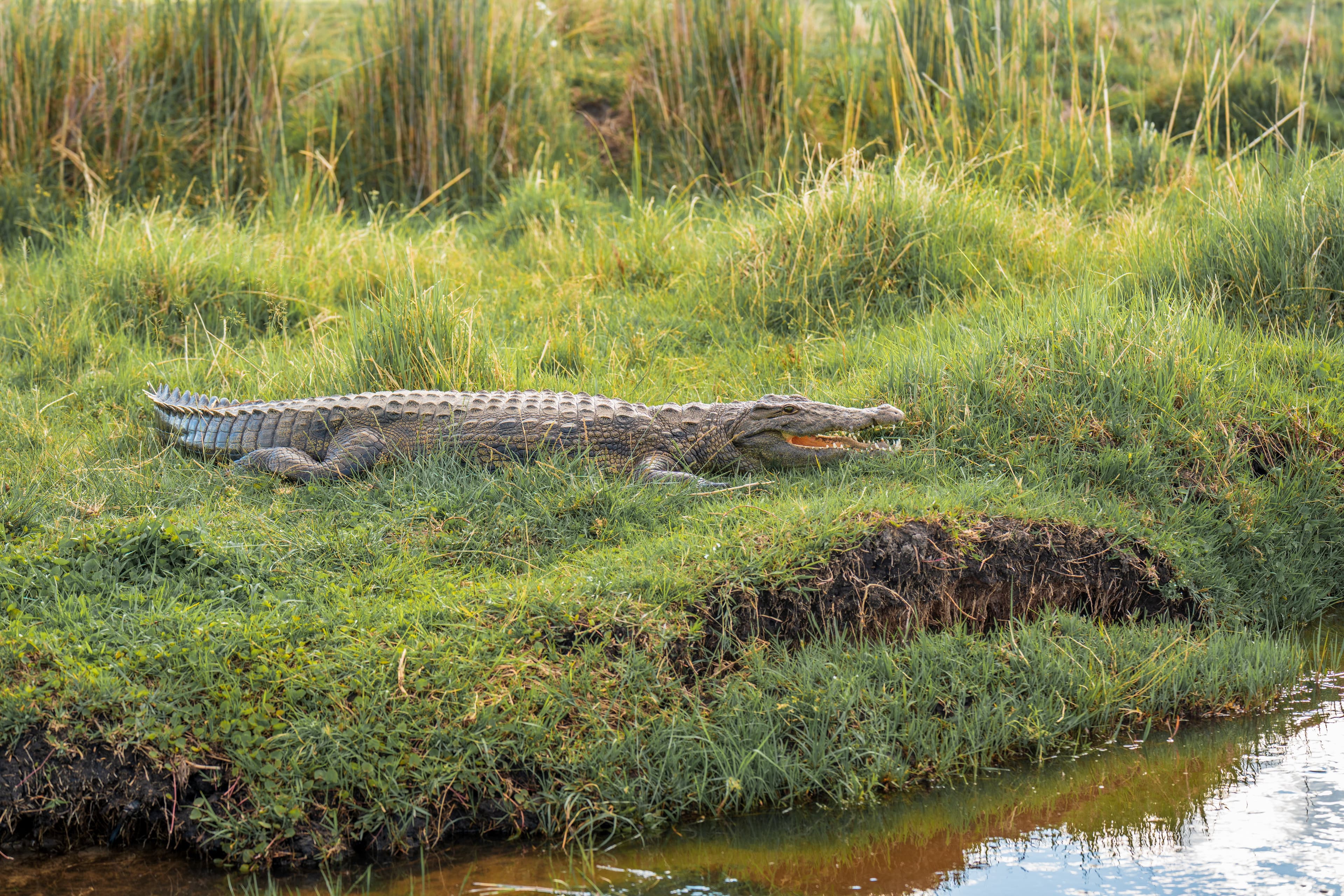 Chobe
