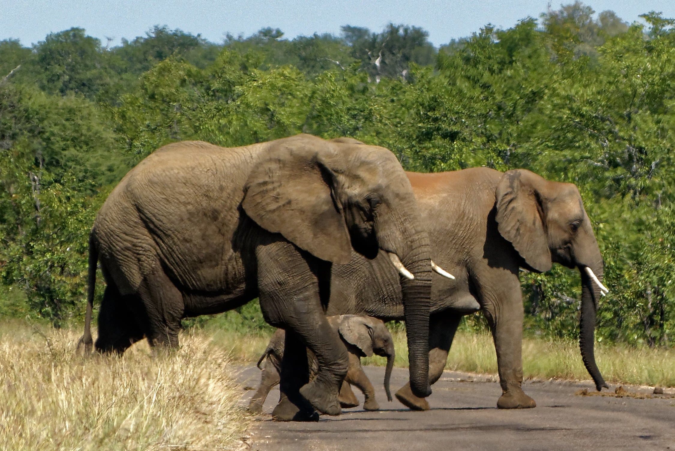 Victoria Falls Tour