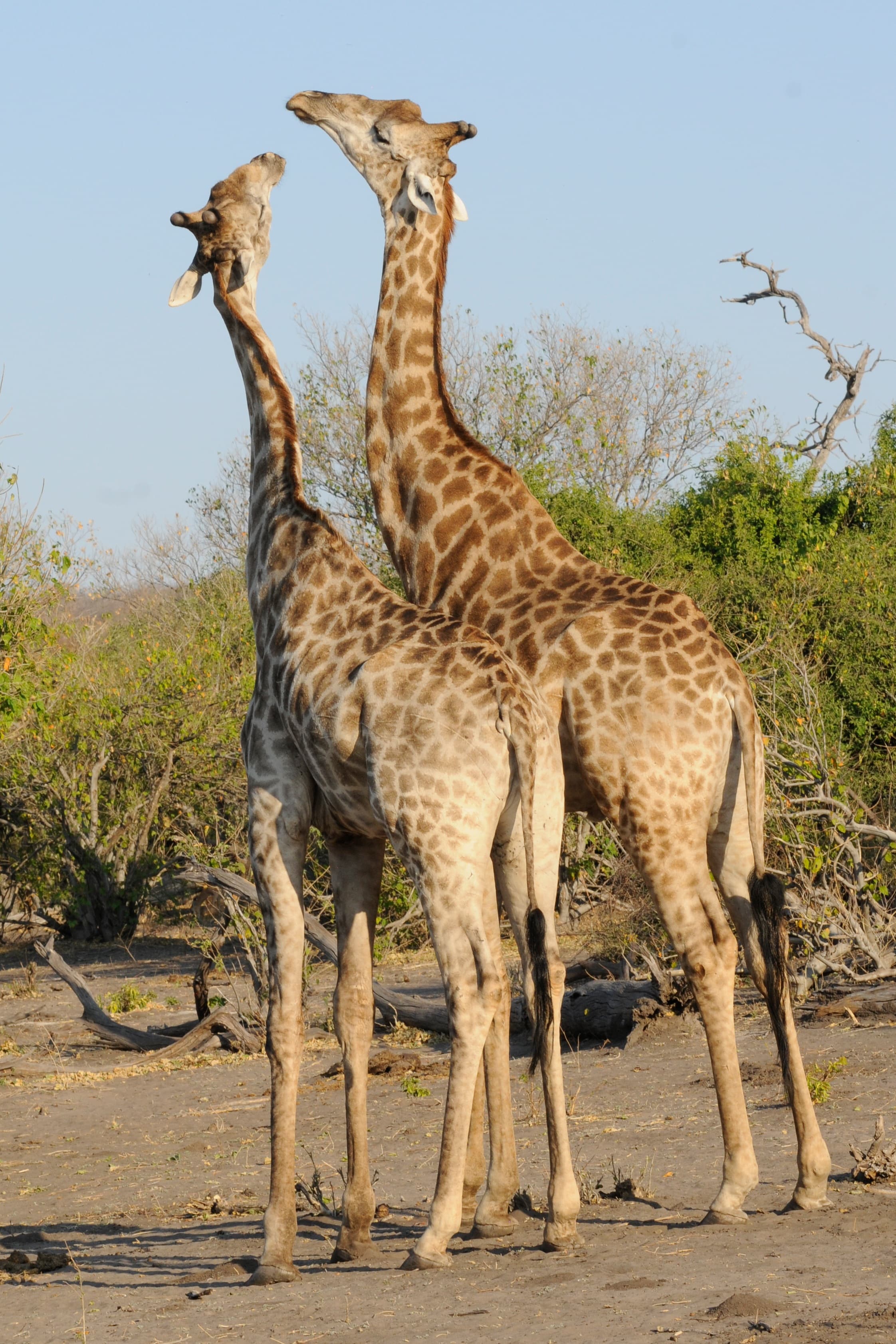Victoria Falls - Chobe National Park