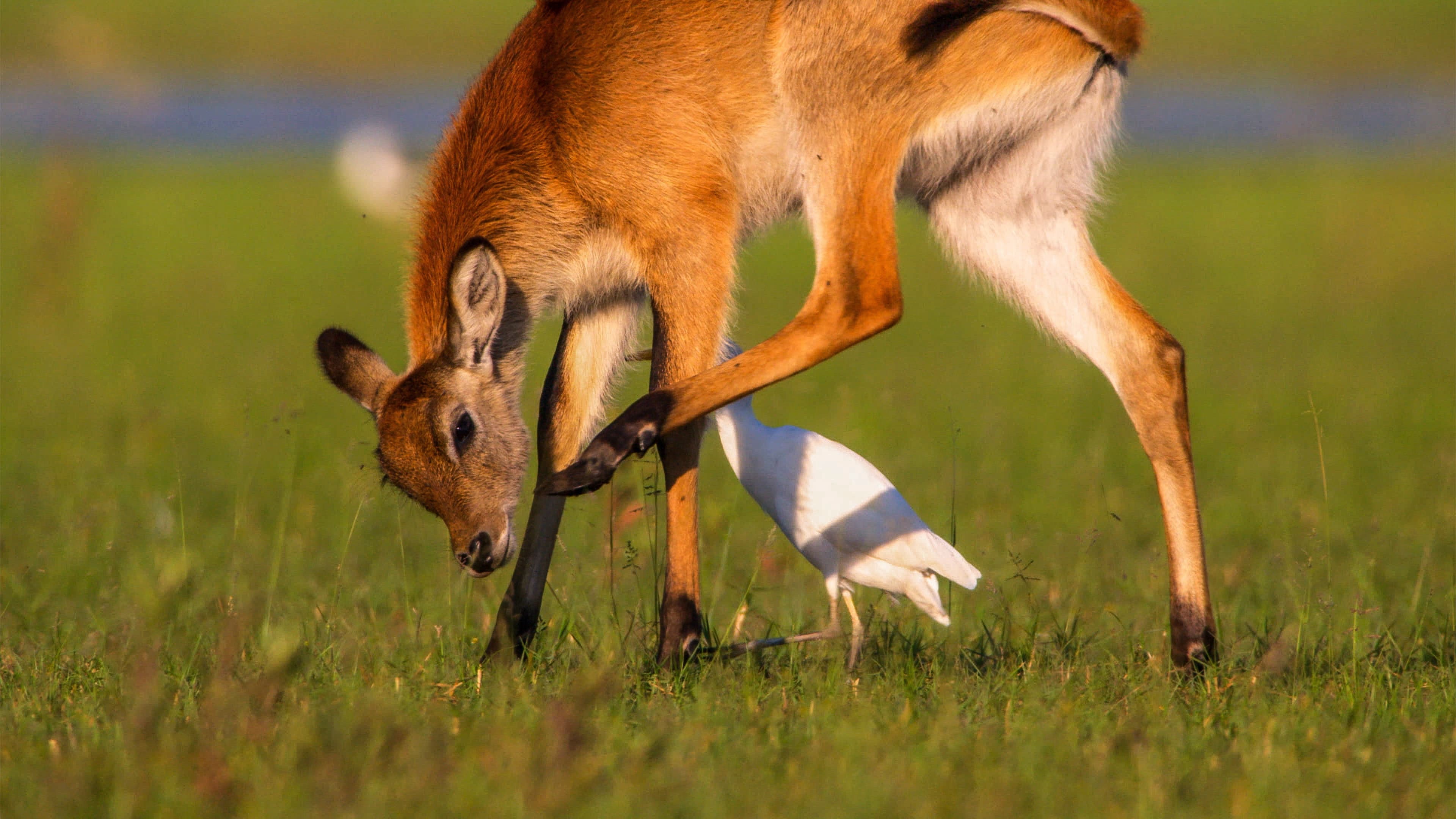 Chobe National Park