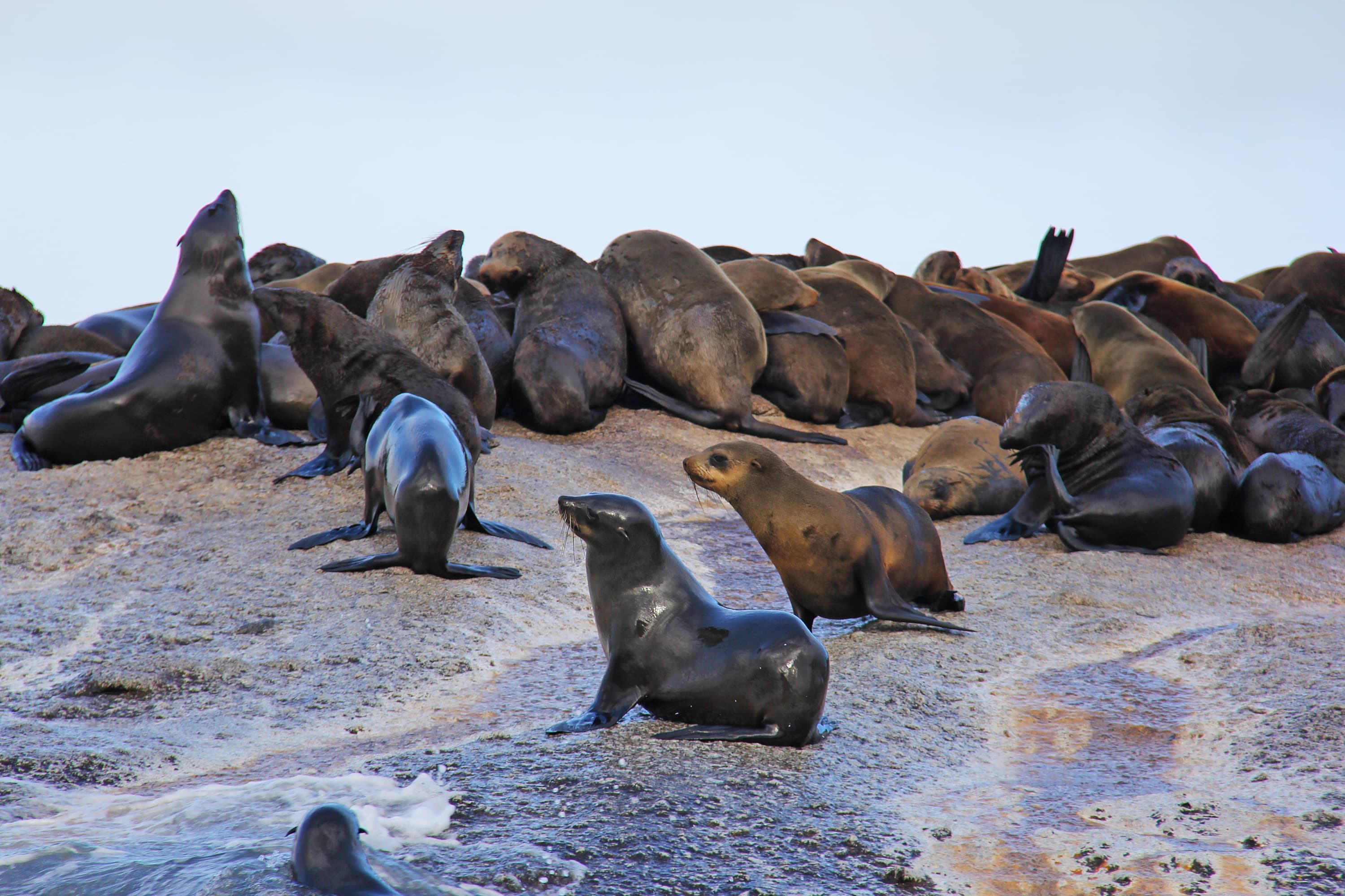 Full Day Cape Point Tour