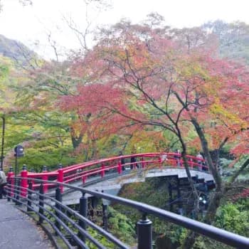 Monkeys, Mountains, and Onsen Serenity