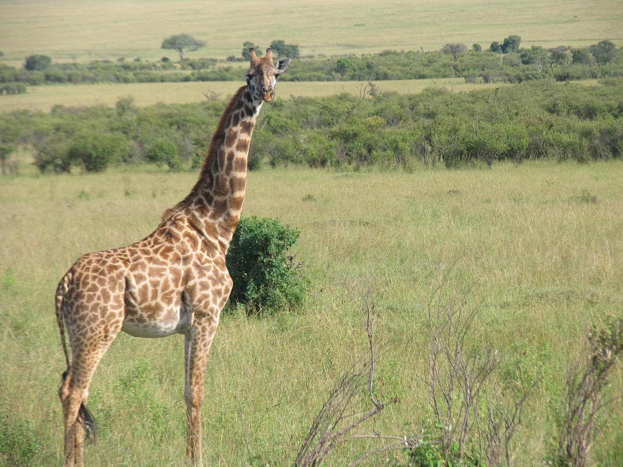 Safari Bliss in Maasai Mara