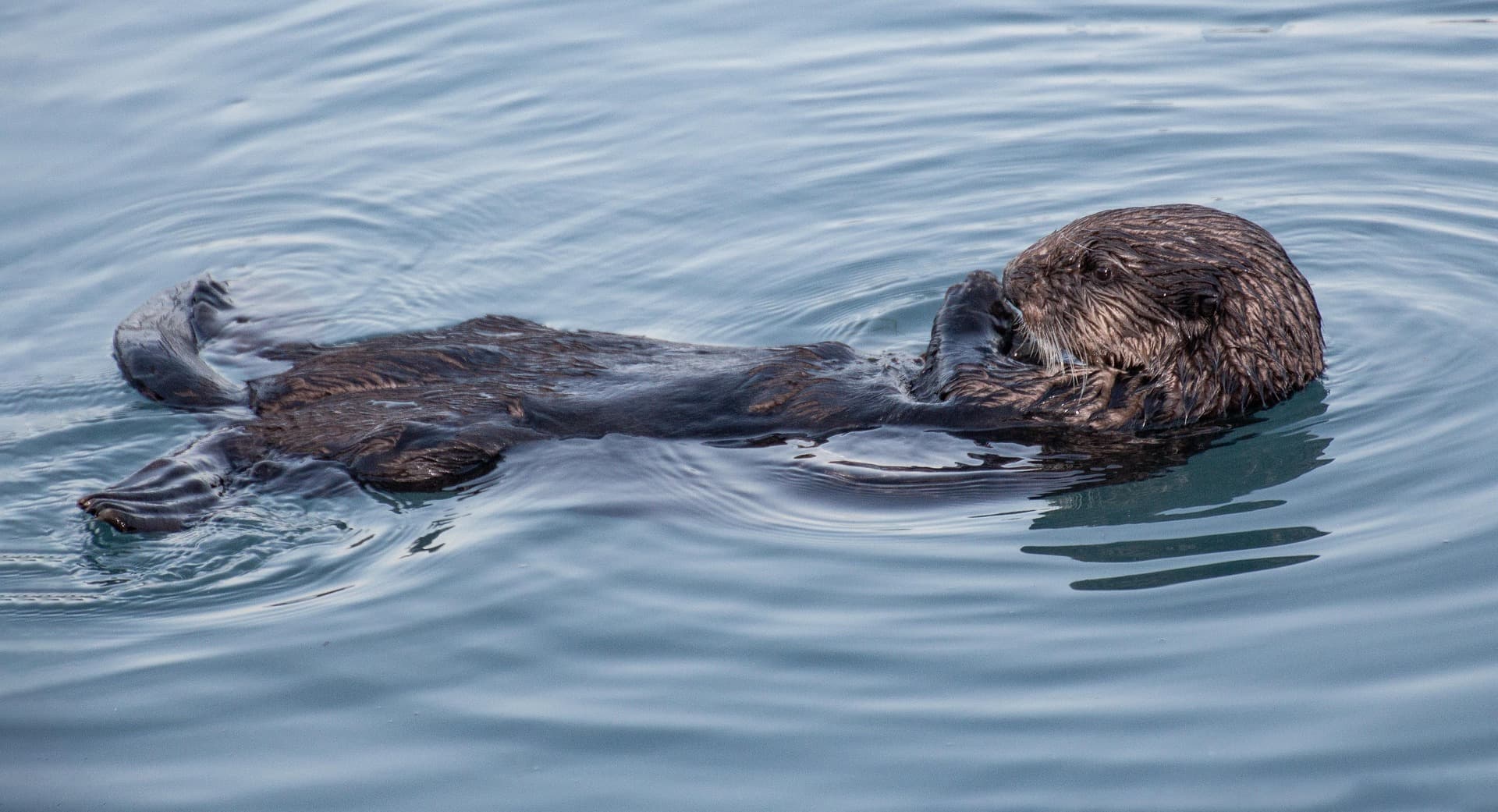 Prince William Sound & Glacier Cruise