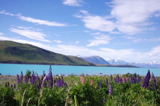 Queenstown - Milford - Queenstown