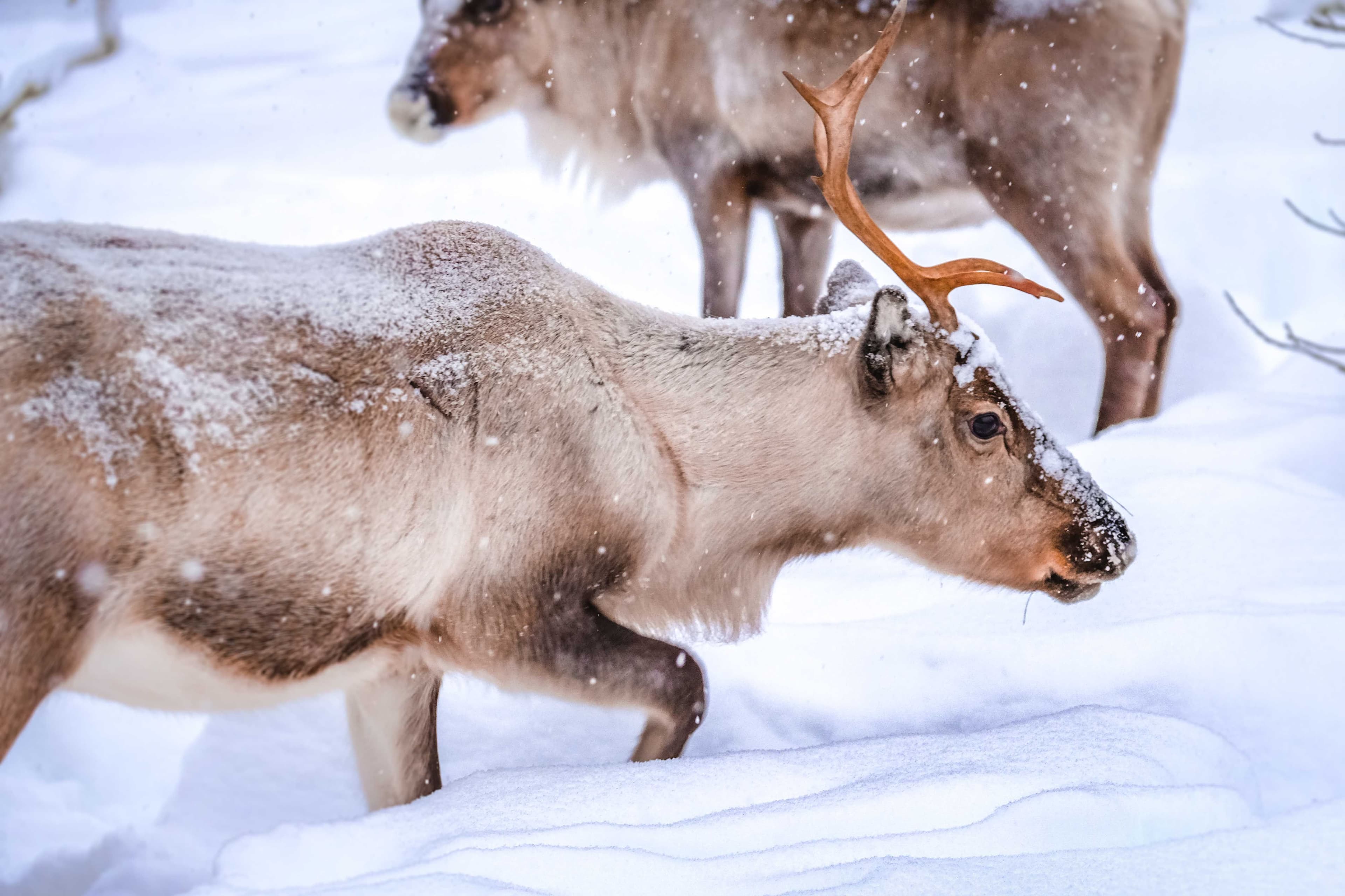 Santa Claus Village, Husky Safari & Aurora Hunting