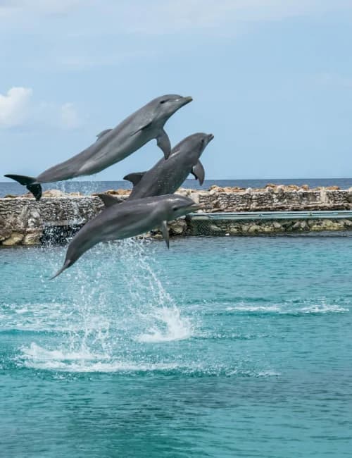 Dolphin and Whale Watching